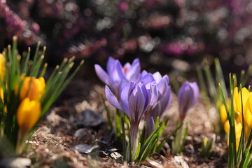 Closeup of blooming violet and yellow snow crocuses and pink erica, crocus and erica flowers in early spring garden, vintage.