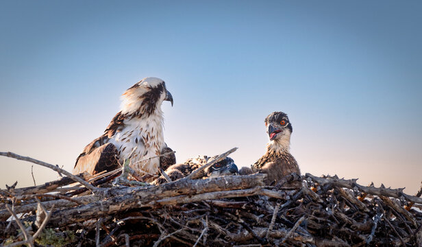 Osprey with young in nest - Powered by Adobe