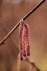Spring flowers male catkins of common hazel Corylus avellana, small red female flowers on tree branch in sunlight, spring background, highly allergic pollen.