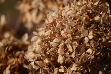 Dried hydrangea flowers in garden after winter, vintage background.