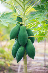 Group of green papaya, large fruit on the tree