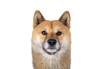 Fototapeta premium Head shot of handsome Shiba Inu dog, sitting facing front. Looking stright to camera. Isolated on a white background.