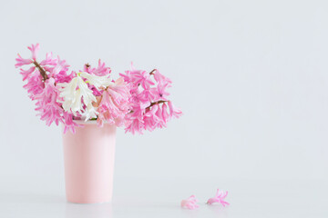 pink hyacinth in vase on white background