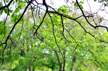 Lilt on the branches