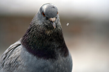 close up of a pigeon