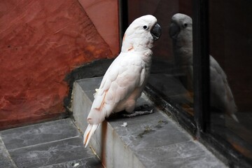 Parrot and its reflection