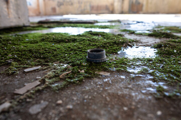 ice and moss on the floor of an abandoned enterprise