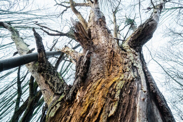 Stare  spruchniałe drzewo