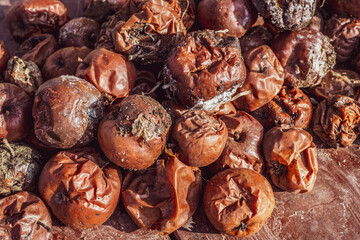 rotten apples on the table in the garden