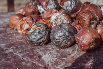 rotten apples on the table in the garden