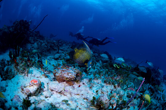 A french angel fish with divers in the background 