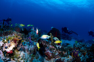 Obraz na płótnie Canvas diver and reef