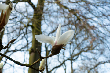 A promise of spring as a magnolia Bud starts to unfurl in the Spring sunshine , bringing hope of better weather to come in rural Shropshire UK