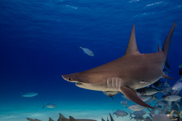 A hammerhead shark swimming 