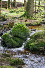 Wild green natural landscape in Sumava Czech Republic,Europe