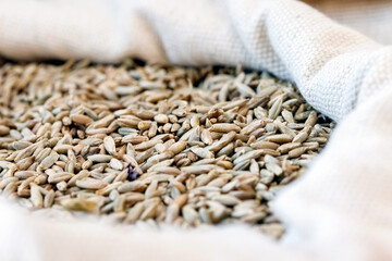 Wheat grains in burlap sack close up. Rural agriculture concept.