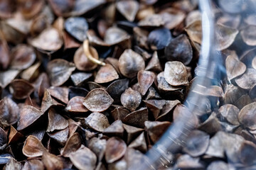 Buckwheat seeds in a glass container close-up