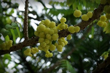 Selective focus, fruit
