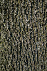 Tekstura kory drzewa