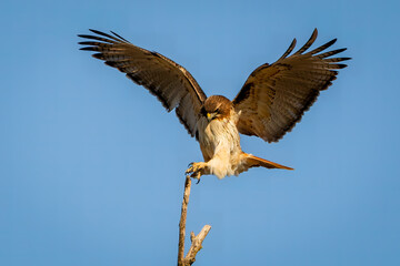 hawk in flight