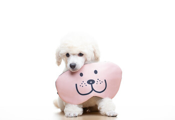 image of dog sleeping mask white background