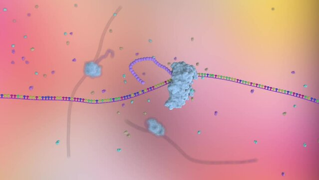 from RNA to Protein