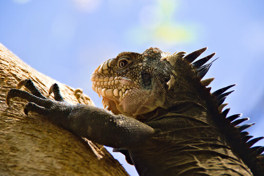 A grey Lesser Antillean Iguana on a tree branch, showing crest and claws. This animal is endemic from Caribbean Islet Chancel in Martinique and is threaten by rising sea level.