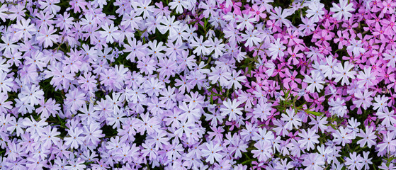 Obraz premium Violet moss phlox. Floral background with subulata flowers. Purple background from phlox flowers