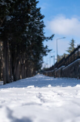 Beautiful wallpaper for winter. Lovely photo of a forest with trees and the snow everywhere. Great landscape