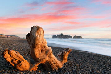 Beautiful sunset with a dead tree root in foreground at Rialto Beach, Olympic National Park.  The beach is located on the Pacific Ocean in Washington state, USA - obrazy, fototapety, plakaty