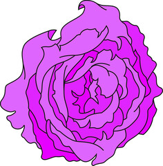 Vector purple pink rose flower drawn in cartoon pop art style. Isolated on white element for design card, poster, invitation, print.