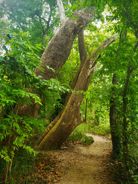 Forest Trail
