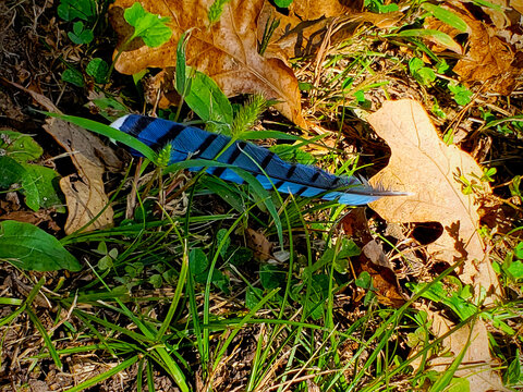 Blue Feather