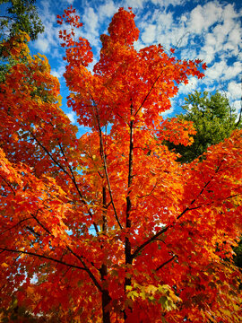 Vibrant Fall Tree