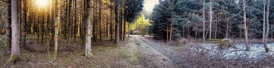 Obraz premium Panoramablick über ein Waldstück mit Wanderweg im Allgäu bei Sonnenuntergang