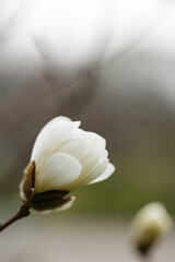 White magnolia flower in the garden. Blooming magnolia on a branch. Copy space