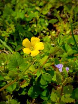 Small Yellow Flower
