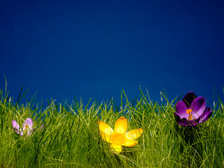 Wiosna, powiew świeżości słońce, trawa, krokusy. Tekstura tło na pulpit. kolorowa łąka na życzenia dla niej, dla niego, na święta i dobry dzień. - obrazy, fototapety, plakaty