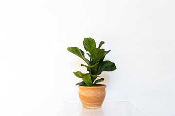 beautiful green plant in an orange pot in front of a white background 
