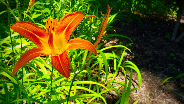 Orange Flower