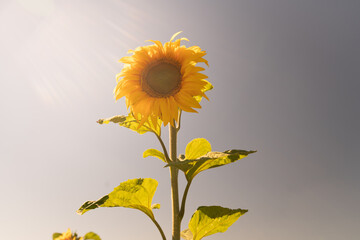 Sonnenblume im Hochsommer