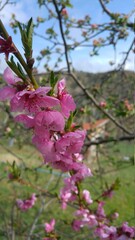 Obraz premium pink blossom