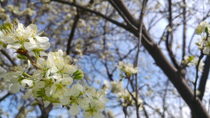 Obraz premium blooming cherry tree