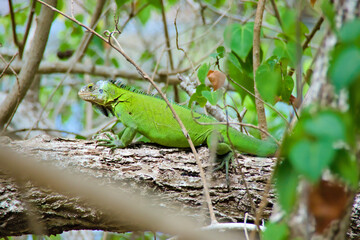 A green Lesser Antillean Iguana on a tree branch, showing crest and claws. This animal is endemic from Caribbean Islet Chancel in Martinique and is threaten by rising sea level.