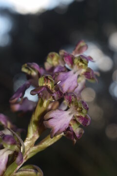 Wild Himantoglossum robertianum orchid with small flowers