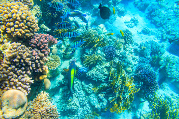 Different tropical fish at coral reef in the Red sea in Ras Mohammed national park, Sinai peninsula in Egypt