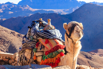 Camel with traditional bedouin saddle in Sinai mountains, Egypt