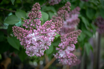 flowers of lilac on green leaves natural background	