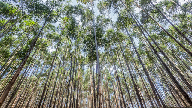 Gum Trees Forest Vertical Maize Of Long Logs Skywards Farming Agriculture Close-up Landscape