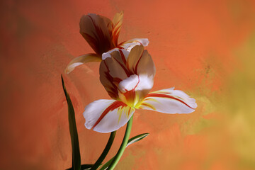 Tulipani in primo piano; fiori di colore bianco, rosso e arancio screziato